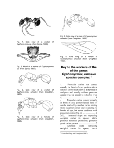 Cyphomyrmex