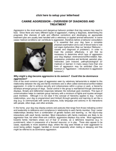 CANINE AGGRESSION – Overview of DIAGNOSIS AND TREATMENT