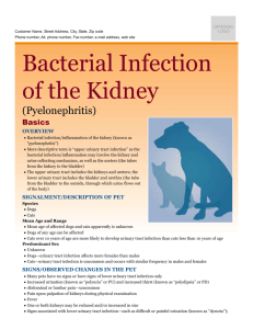 bacterial_infection_of_the_kidney