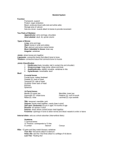 Skeletal System