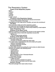 Developmental Aspects of the Respiratory System