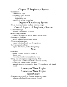 Chapter 22 Respiratory System
