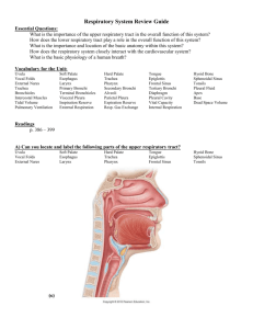 Respiratory System Review Guide