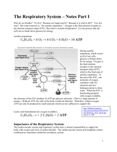 Chapter 13, The Respiratory System