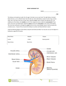kidney and nephron diagram key - Westgate Mennonite Collegiate