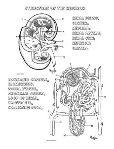 Kidney & Nephron Worksheet: Anatomy & Function