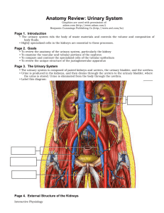 MS Word Version - Interactive Physiology