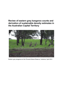 Review of eastern grey kangaroo counts and