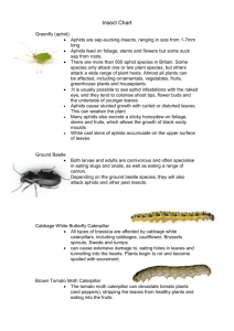 Harmful Insects - Nuneaton District Scouts
