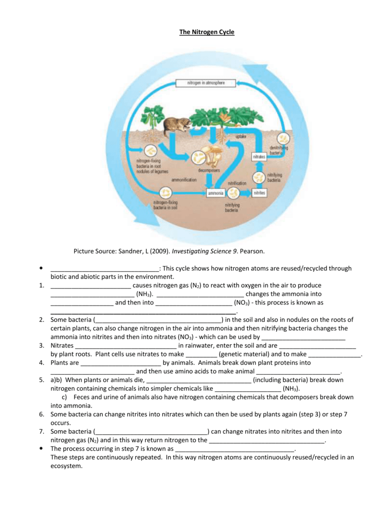 11.11-The Nitrogen Cycle Student`s Copy Pertaining To Nitrogen Cycle Worksheet Answer Key