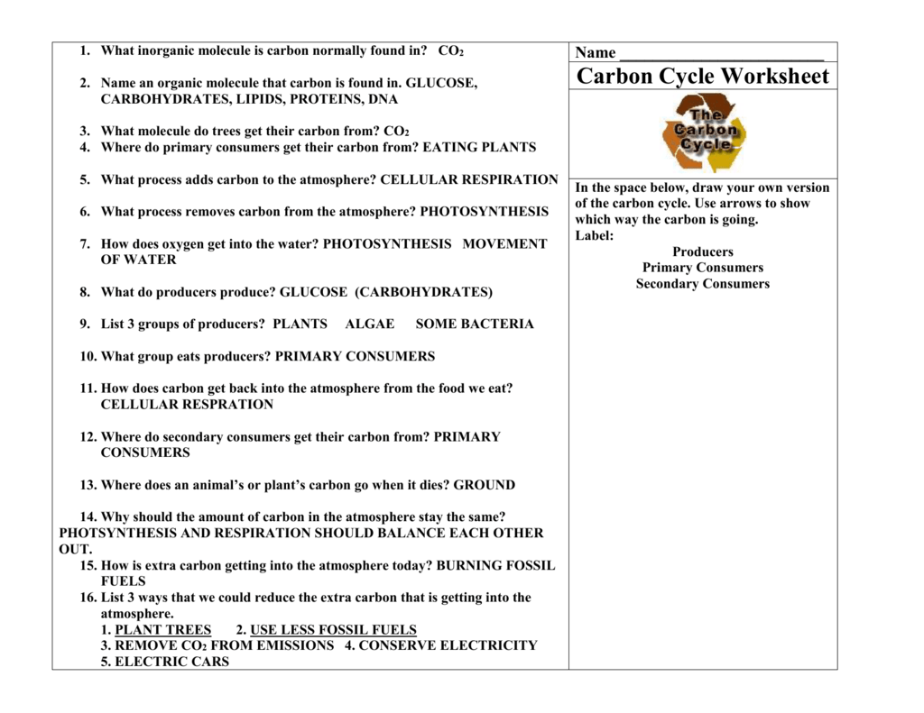 Carbon Cycle Worksheet For Carbon Cycle Worksheet Answers