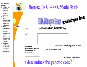 DNA RNA meiosis Study Guide – Word