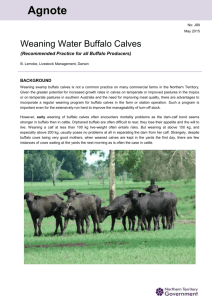 Weaning Water Buffalo Calves - Northern Territory Government