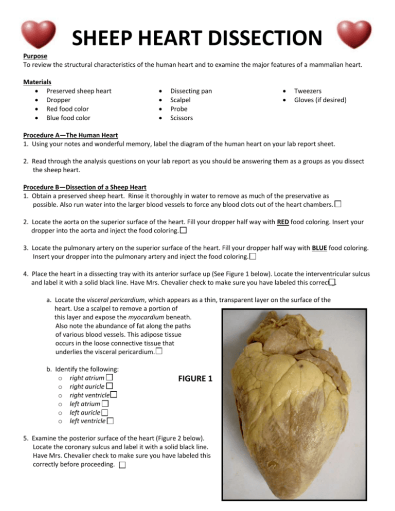 Heart Dissection Lab Report