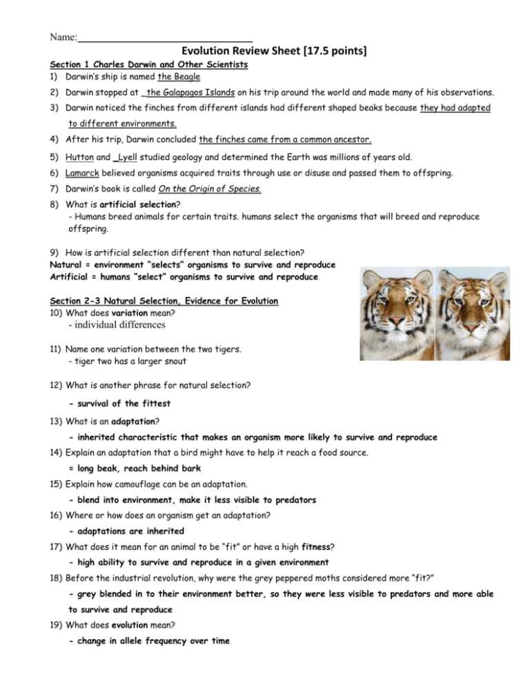 Evolution Review Sheet 17 5 Points 