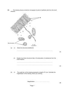 Q1. The drawing shows an electron micrograph of parts of epithelial