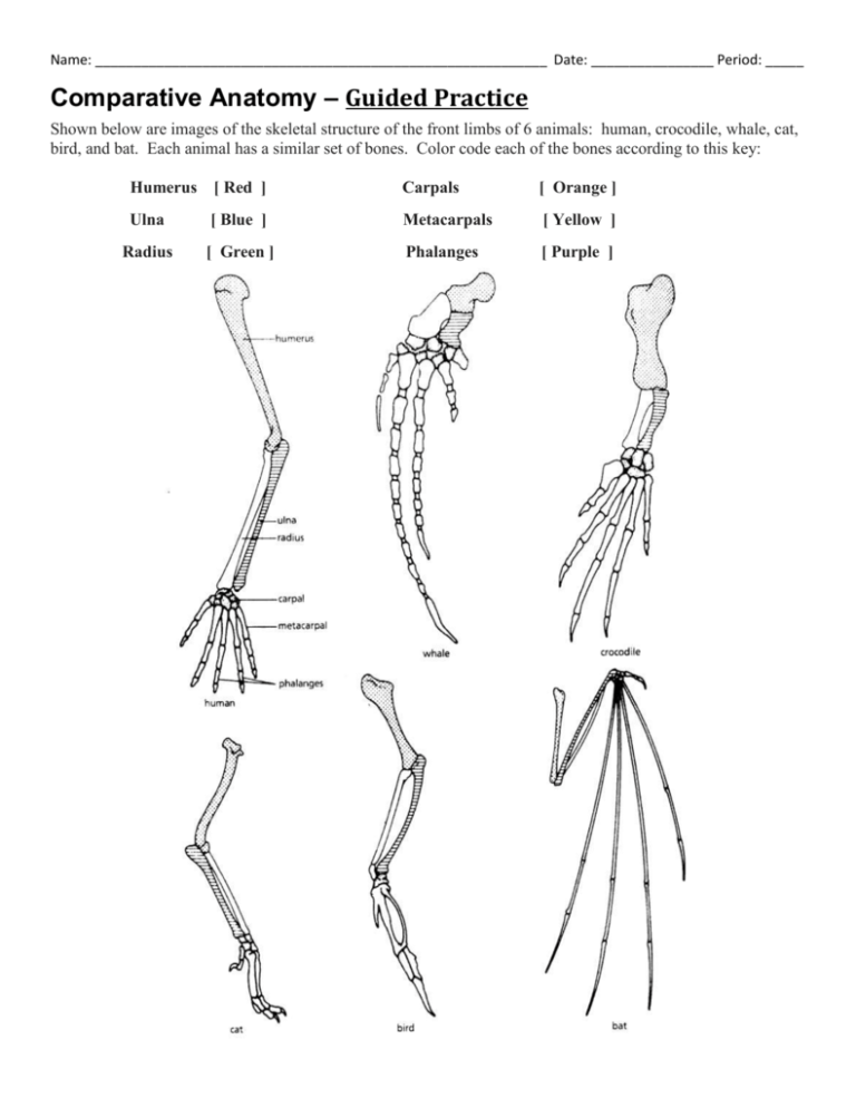 comparative-anatomy-guided-practice