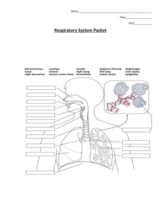 Wksts: Respiratory System Packet