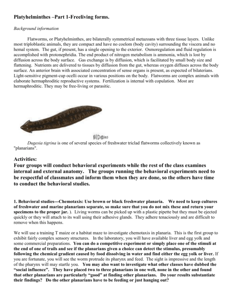 essay on evolution of parasitism in platyhelminthes