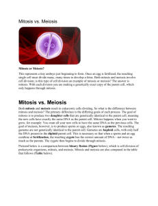 Mitosis or Meiosis?