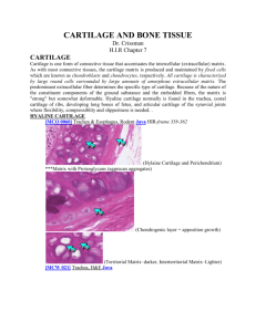 CARTILAGE AND BONE TISSUE Lab Manual