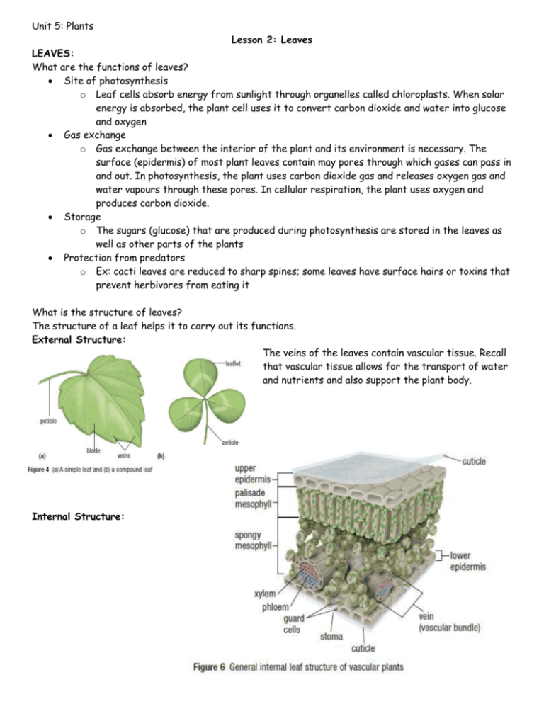 unit-5-plants-lesson-2-leaves-leaves-what-are-the-functions-of