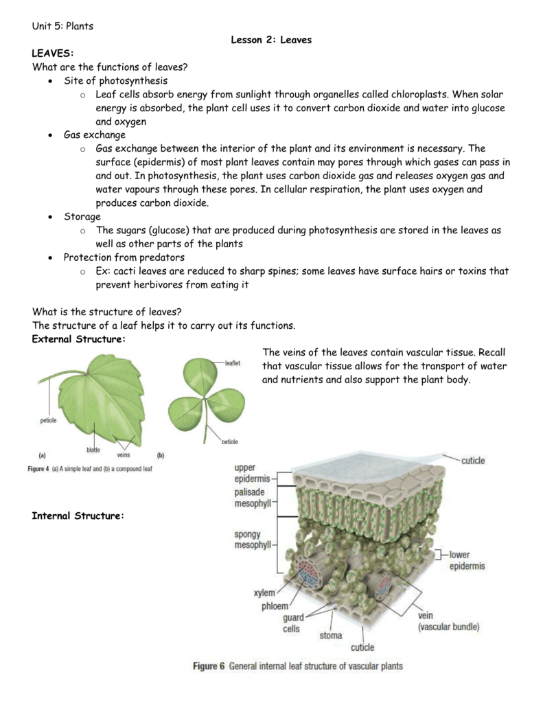 Unit 5: Plants Lesson 2: Leaves LEAVES: What are the functions of