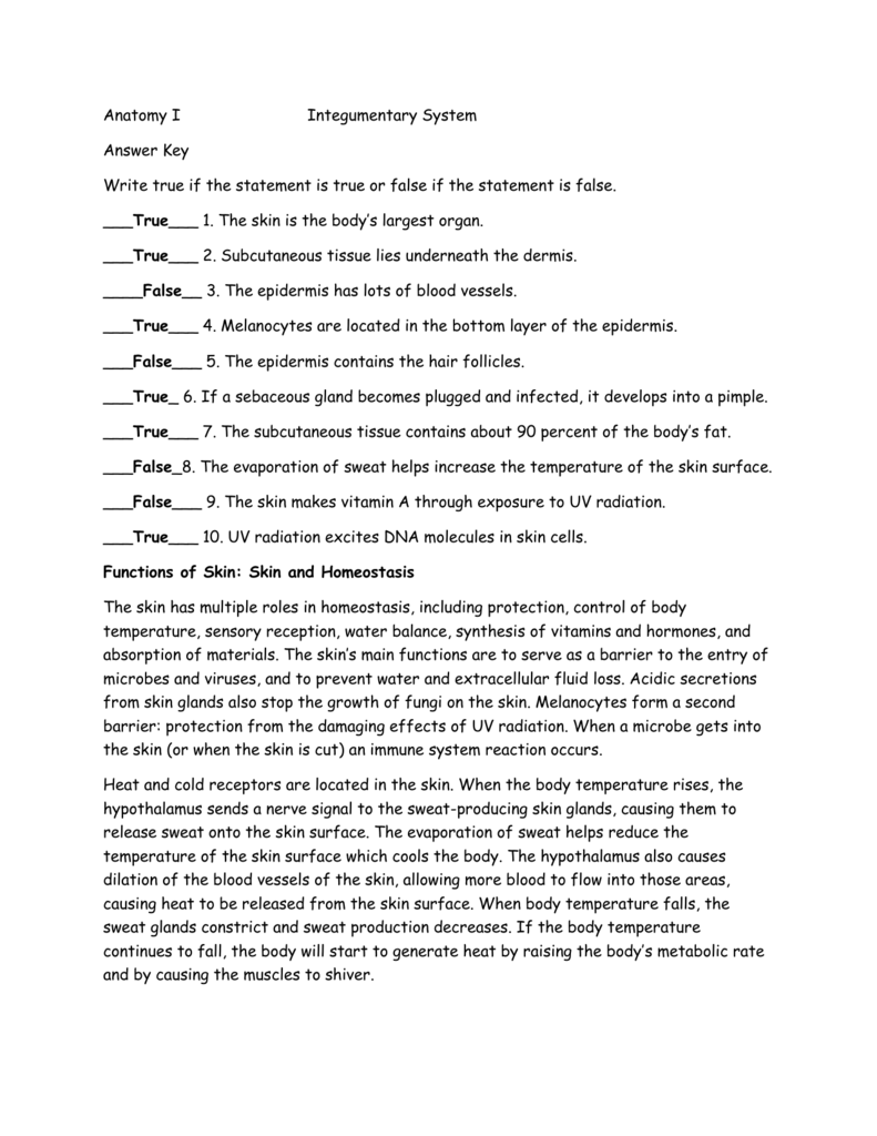 Integumentary System Worksheet Answers