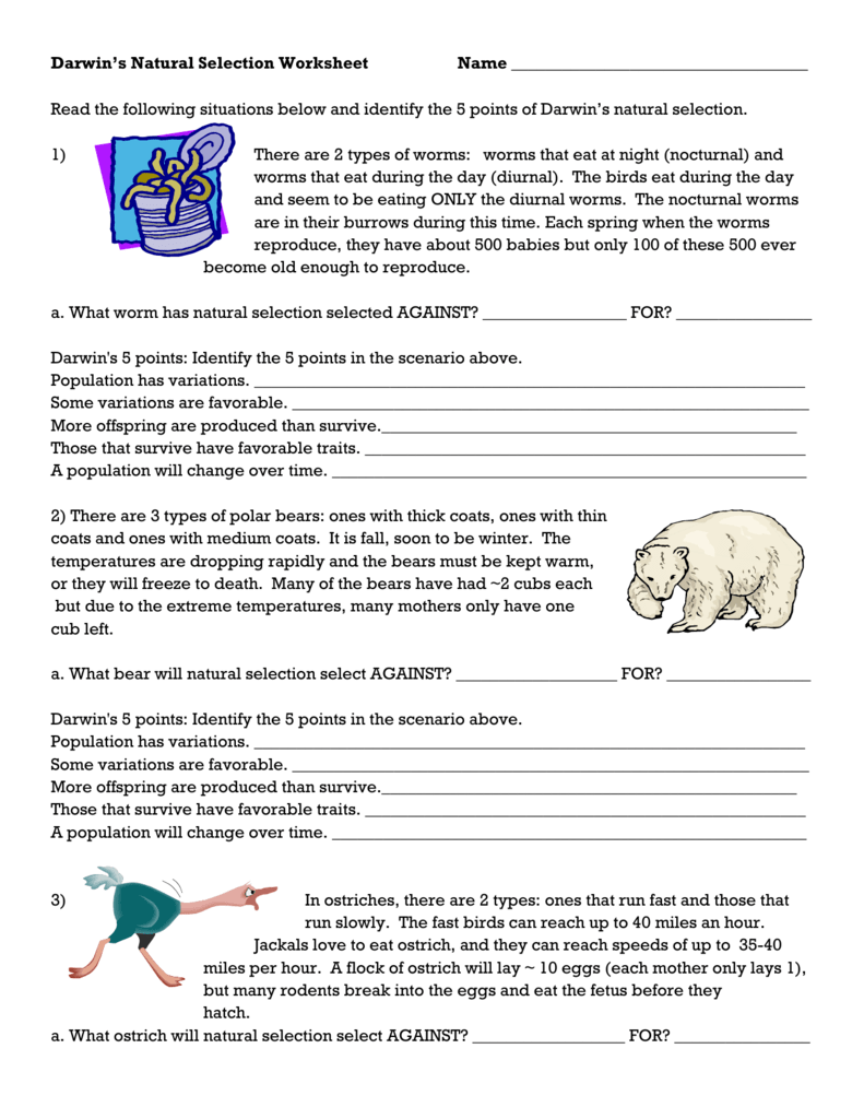 Darwin`s Natural Selection Worksheet Inside  Darwin Natural Selection Worksheet