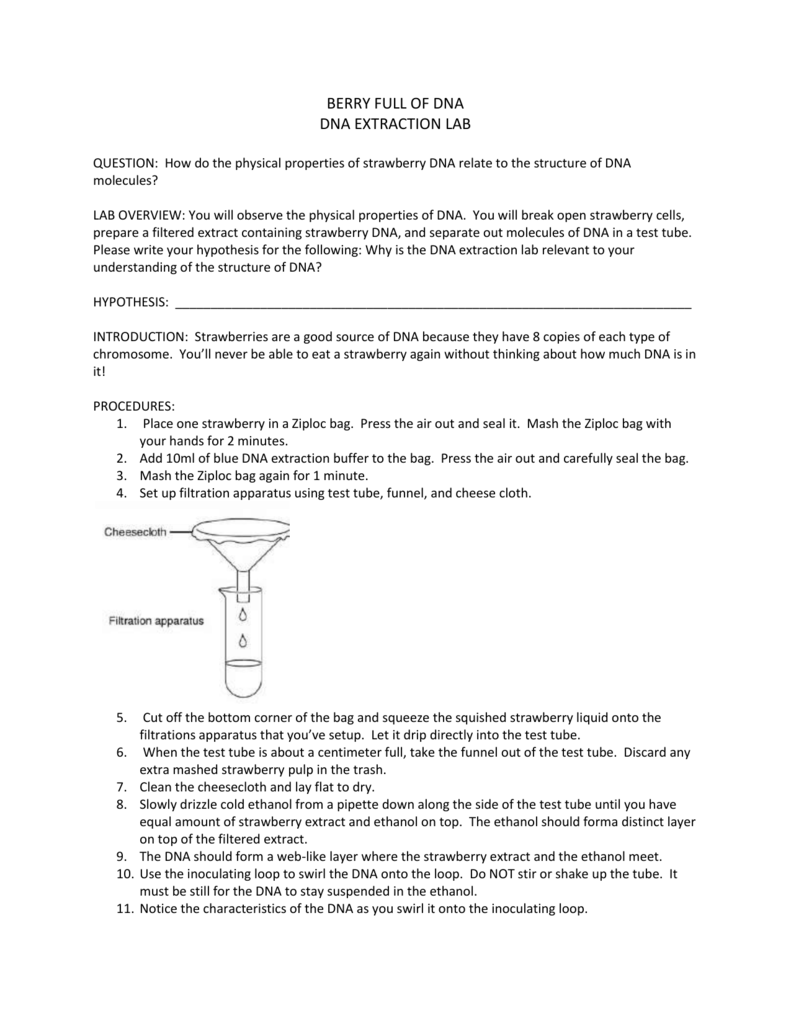 Strawberry Dna Extraction Lab  www.topsimages.com Inside Strawberry Dna Extraction Lab Worksheet