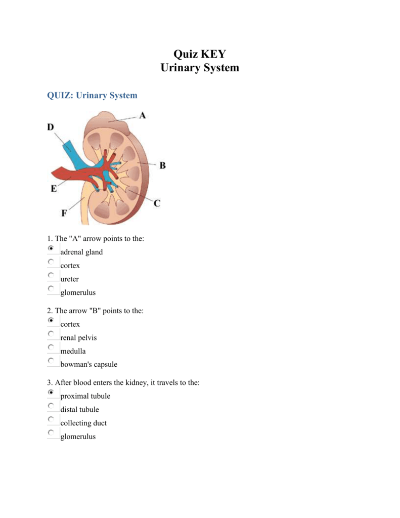 Key to Urinary Quiz