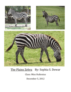 Zebras - (includes glossary)