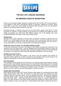 the sea life london aquarium an amazing aquatic adventure