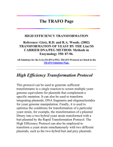 TRAFO_yeast_transformation