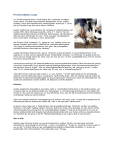 Prevent umbilicus issues in dairy calves