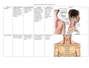 11.14.10. Muscles of the shoulder, back, and arms