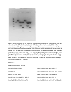 Figure 1. Results of agarose gel run of samples of pGBR22 cut with