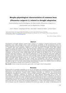 morpho-physiological characteristics of common bean (phaseolus