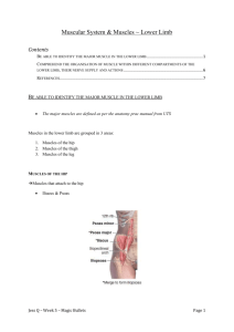 Muscular System & Muscles ~ Lower Limb - PBL-J-2015