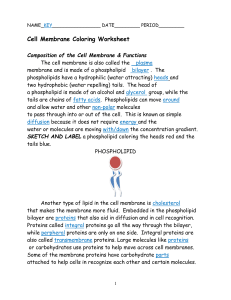 cell_membrane_coloring_worksheet_-_KEY