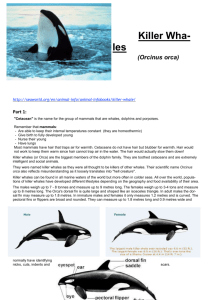 Biology 2 SAC Killerwhale Project 2014  - SandyBiology1-2
