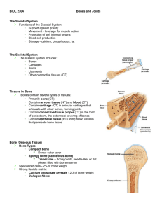 Bone Tissue & Joints
