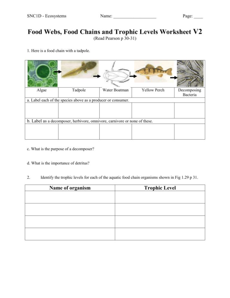 Food Webs, Food Chains and Trophic Levels Worksheet V2