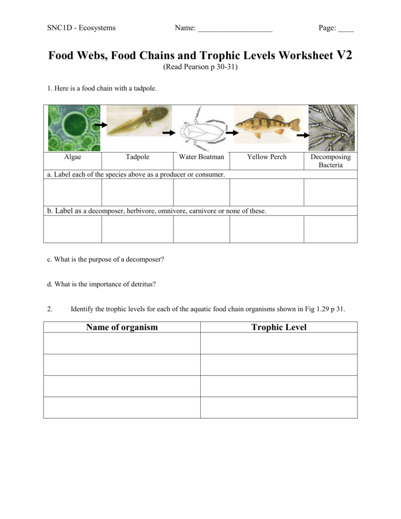 Food Webs, Food Chains and Trophic Levels Worksheet V22 For Food Chains And Webs Worksheet