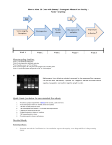 ES Gene Targeting Project Flow Chart