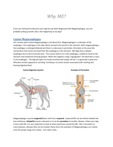 Underlying Causes of ME - Canine Megaesophagus Info