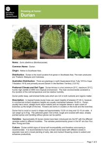 Growing at home- Durian - Northern Territory Government