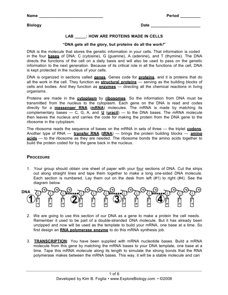 Protein Synthesis Translation Worksheet Answer Key With Transcription And Translation Worksheet Answers