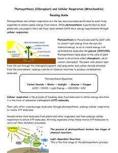 Photosynthesis (Chloroplast) and Cellular Respiration