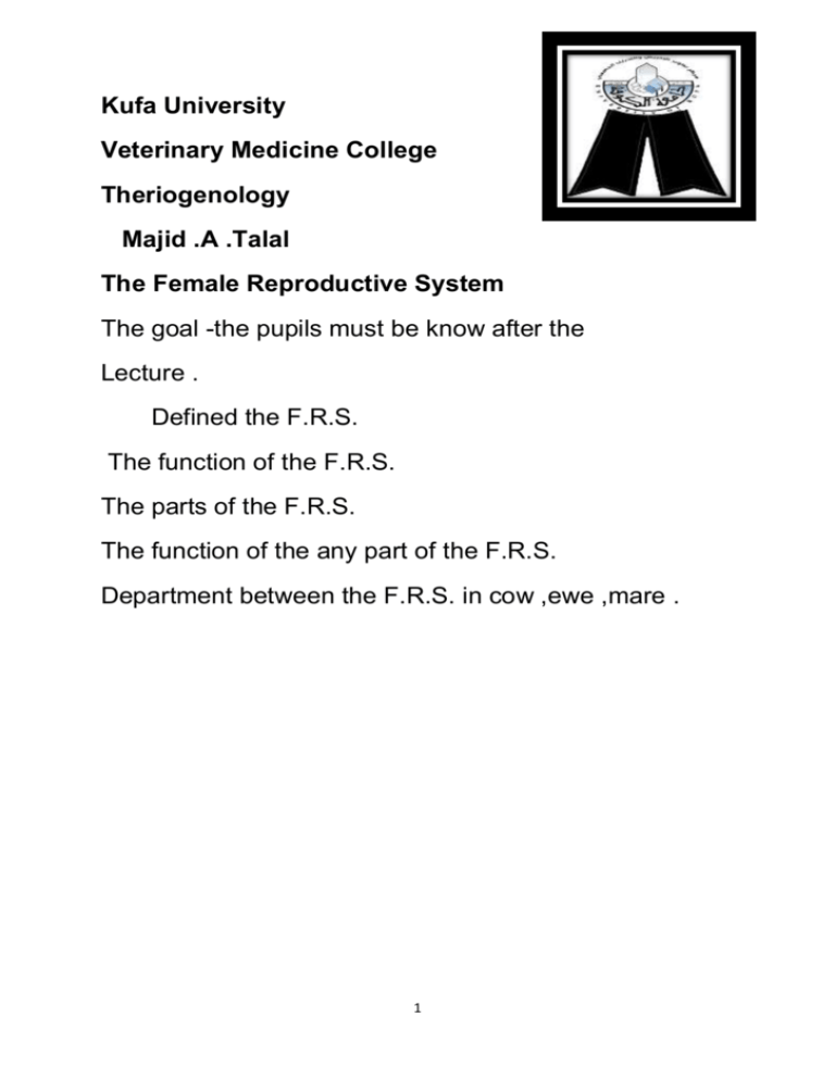 the-female-reproductive-system2